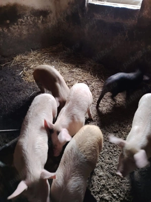 Purcei de 8 saptamani - imagine 3