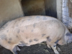 Vând porci de țară crescuți bio  - imagine 2