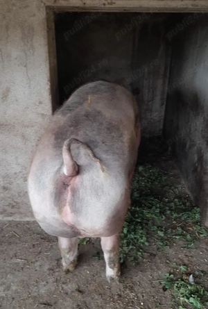 Vând porci de țară crescuți bio 