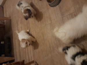 Bichoni havanezi de vanzare