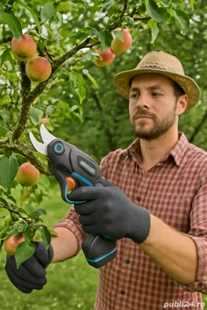 Toaletare Pomi Fructiferi