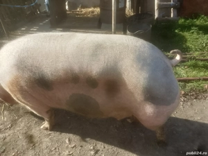 Disponibilă ptr sacrificat - imagine 3