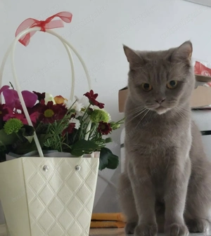 Pisica British Shorthair 