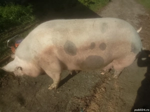 Disponibilă ptr Sacrificat