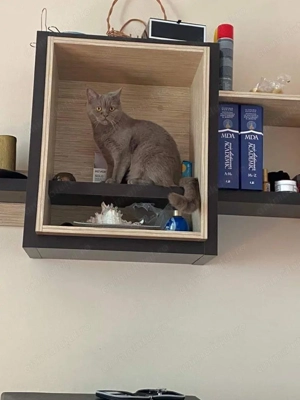 Femela British Shorthair  - imagine 2