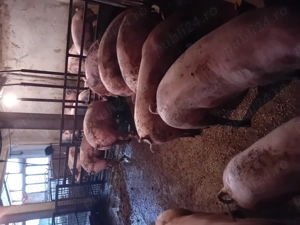 Porci de vanzare....... - imagine 3