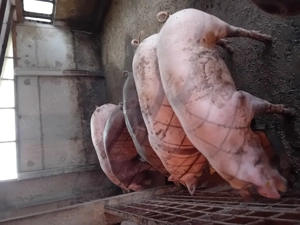 Porci de vanzare.........