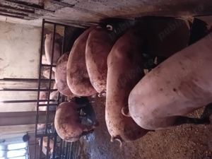 Porci de vanzare....... - imagine 2