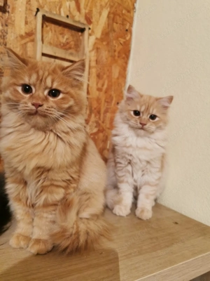 Vând pisicuțe pufoase frumoase - imagine 2