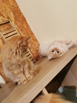 Vând pisicuțe pufoase frumoase - imagine 5