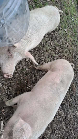 Porc de Craciun - imagine 2