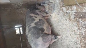 Scroafă mare pentru sacrificat - imagine 3