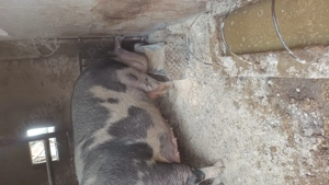 Scroafă mare pentru sacrificat - imagine 4