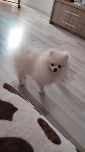 Pomeranian fetita toy