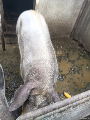 porci de vânzare 