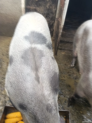 porci de vânzare  - imagine 2