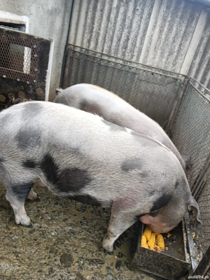 porci de vânzare  - imagine 3