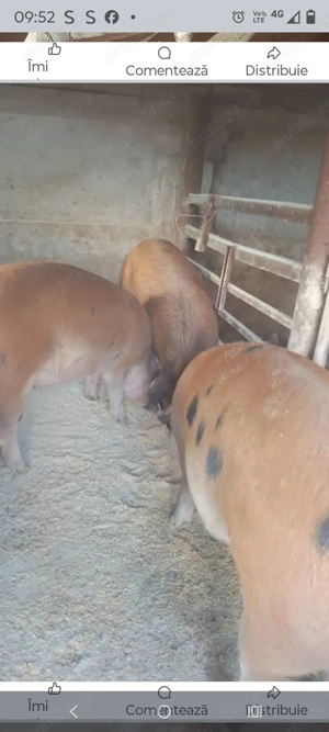 Porci pentru sacrificat 100- 180kg