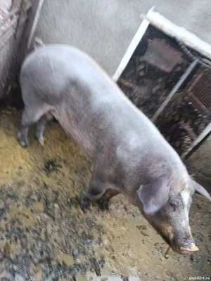 porci de vânzare  - imagine 4