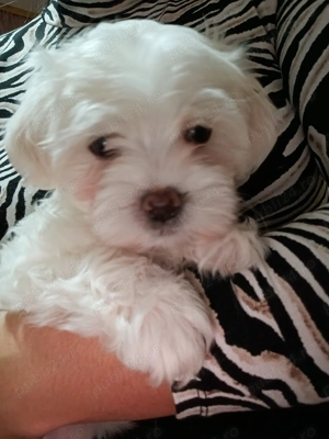 Bichon maltez albi 