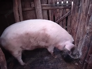 Porci de vânzare 