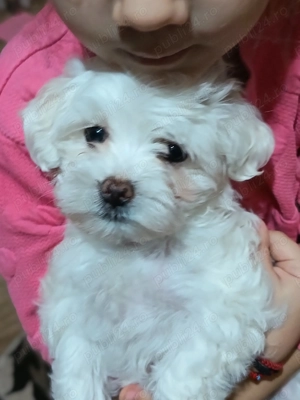 Bichon maltez albi imaculați 