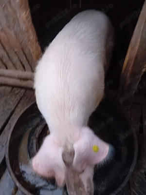 Porci de vânzare  - imagine 2