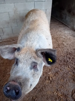 Porci de vânzare  - imagine 4