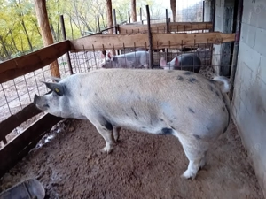 Porci de vânzare  - imagine 3