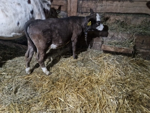 Vand o femea baltata