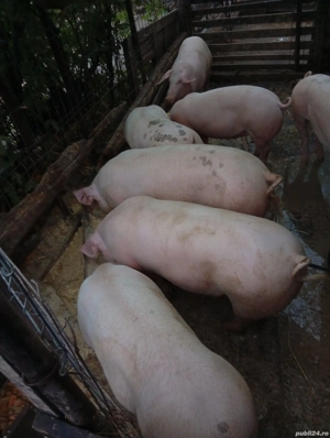 vand porci   80-100 kg - imagine 4