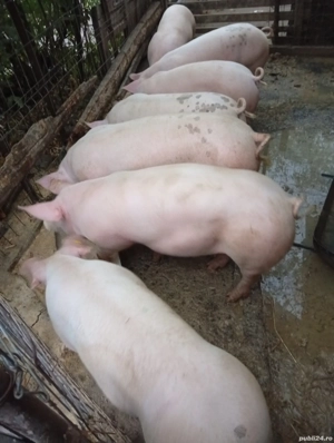 vand porci   80-100 kg - imagine 5