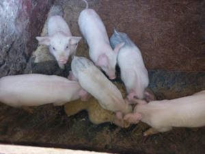 Vând purcei!  - imagine 2