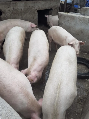 Vînd porci de carne  - imagine 2