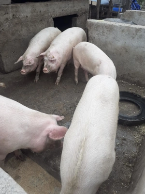 Vînd porci de carne 