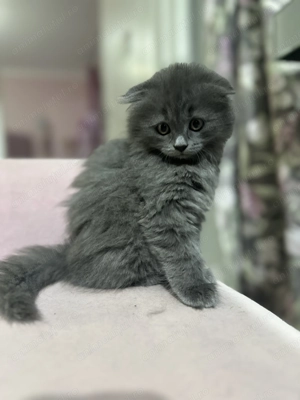 Scottish Fold Highland 
