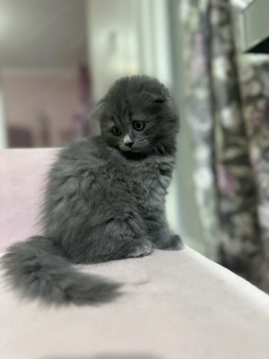 Scottish Fold Highland  - imagine 2