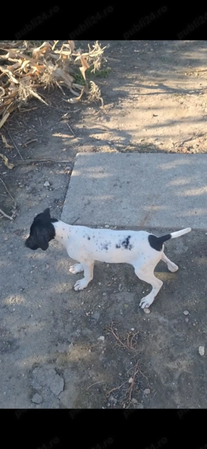 Vand brac german - imagine 4