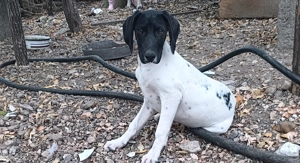 Vand brac german - imagine 2