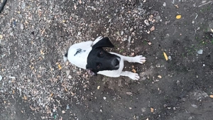 Vand brac german - imagine 3