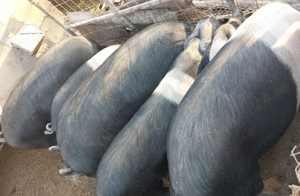 Porci Bazna pentru sacrificat!