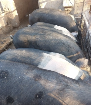 Porci Bazna pentru sacrificat! - imagine 2