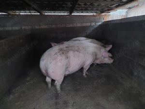 Vand  porci pentru craciun