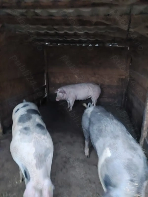 Vand  porci pentru craciun - imagine 4