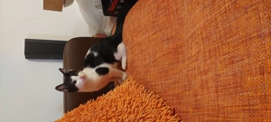 Donatie motanel 3 luni