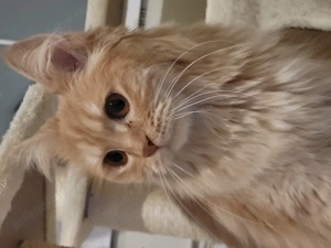 Vând pisică persană frumoasă - imagine 3