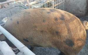 Porci pentru sacrificat! 