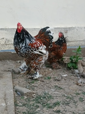 Vind cocoș rasă brahma PORȚELAN 