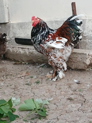 Vind cocoș rasă brahma PORȚELAN  - imagine 2