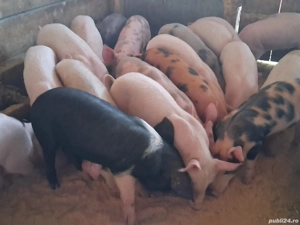 vând 19 purcei de 9 săptămâni 